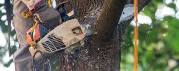 How Our Tree Care Process Works  in Sargent, TX